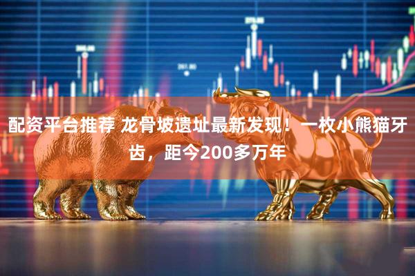 配资平台推荐 龙骨坡遗址最新发现！一枚小熊猫牙齿，距今200多万年